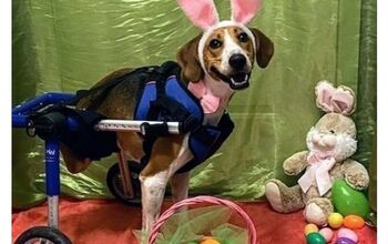 2-Legged Dog Hops Into Race To Become Cadbury Easter Bunny