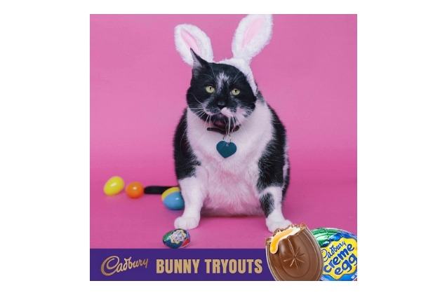 2 legged dog hops into race to become cadbury easter bunny