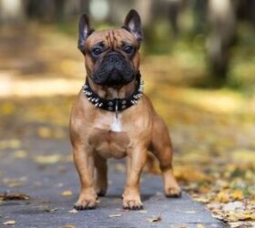 Best Spiked Dog Collars