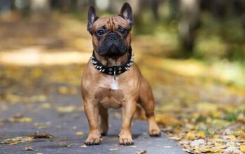 Best Spiked Dog Collars