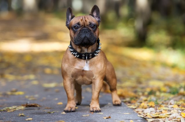 best spiked dog collars