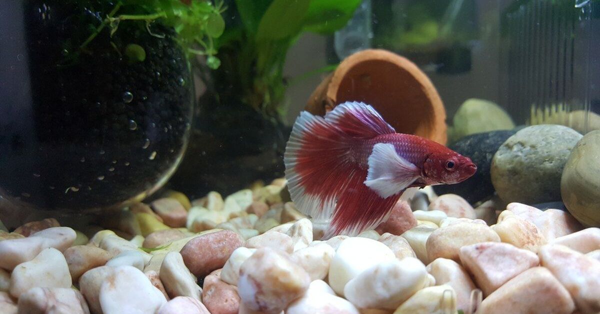 Bubble Fish Rsa Betta Fish Bubble Tank