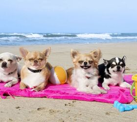 Best Dog Sunscreen | PetGuide