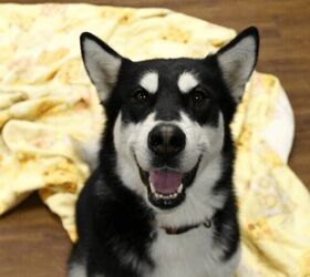 Adoptable Dog of the Week – Stormy