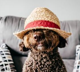 Best Dog Hats