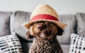 Best Dog Hats