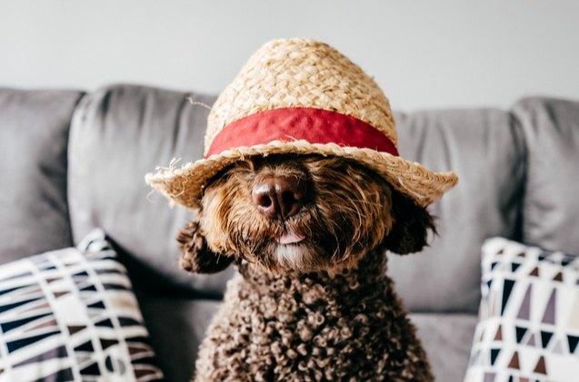 best dog hats