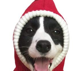 9 Types of Dog Hats for Every Season