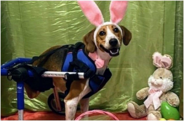 2 legged dog lieutenant dan wins cadbury 8217 s easter bunny contest
