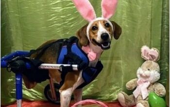 2-Legged Dog Lieutenant Dan Wins Cadbury’s Easter Bunny Contest