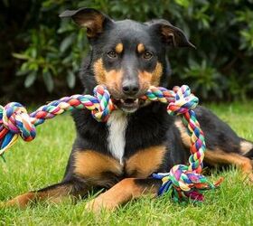 Best Dog Rope Toys