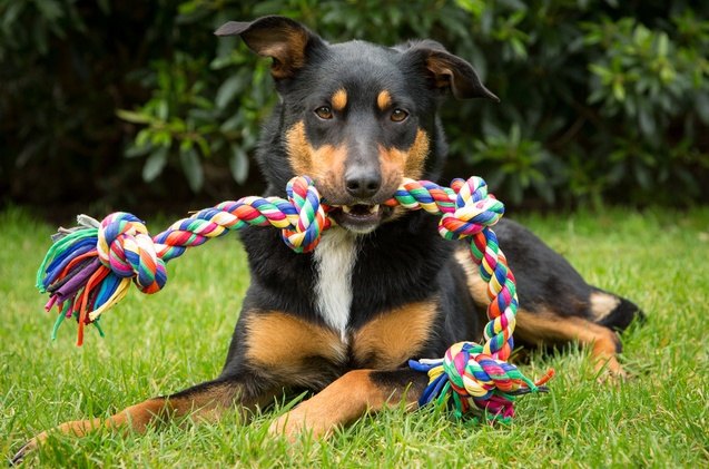 best dog rope toys