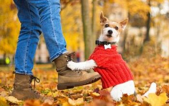 Best Small Dog Sweaters