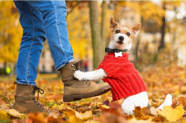 best small dog sweaters