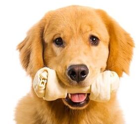Best Rawhide for Dogs