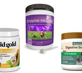 Best Dog Digestive Enzymes