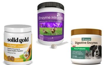 Best Dog Digestive Enzymes