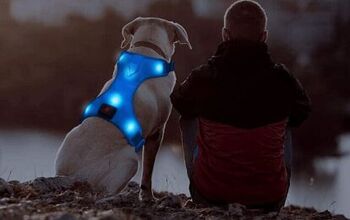 Best LED Dog Harnesses