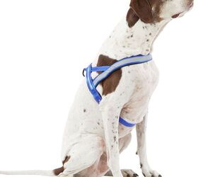 Best led dog harness best sale