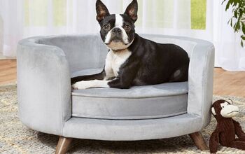 Best Dog Sofas and Chairs