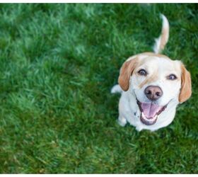 Best Products For A Dog-Friendly Lawn