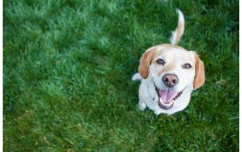 Best Products For A Dog-Friendly Lawn