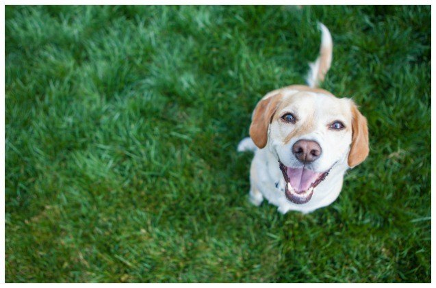 best products for a dog friendly lawn