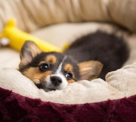 Best Small Dog Beds