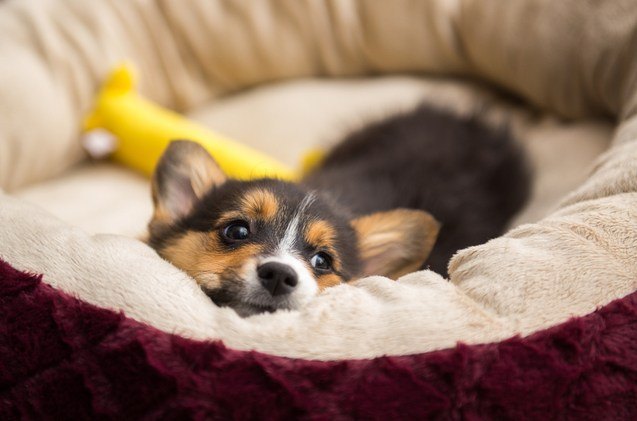 best small dog beds