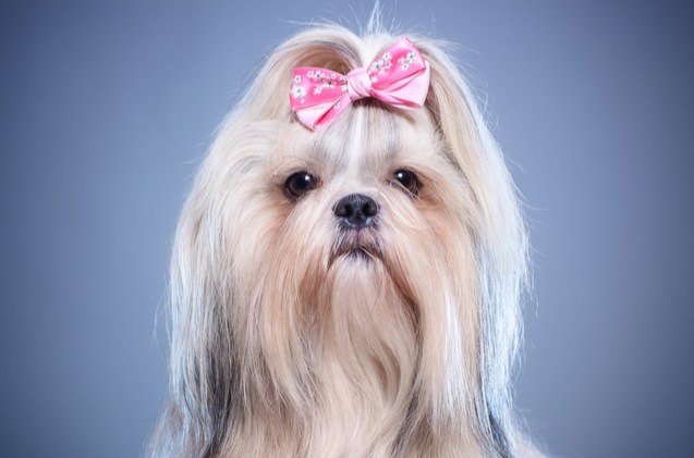 Best Dog Hair Bows | PetGuide