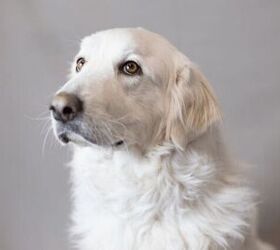 adoptable dog of the week 8211 lori