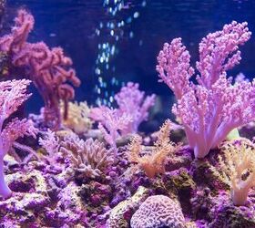 Best Reef Aquarium Supplements