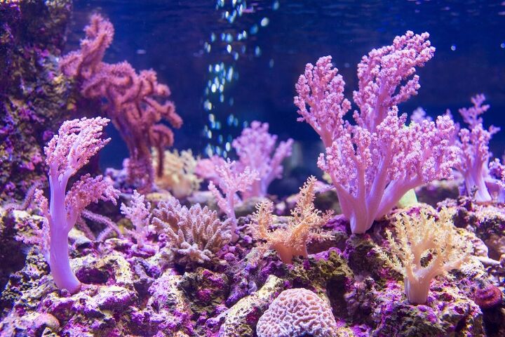 best reef aquarium supplements