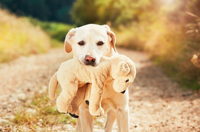 best stuffed dog toys