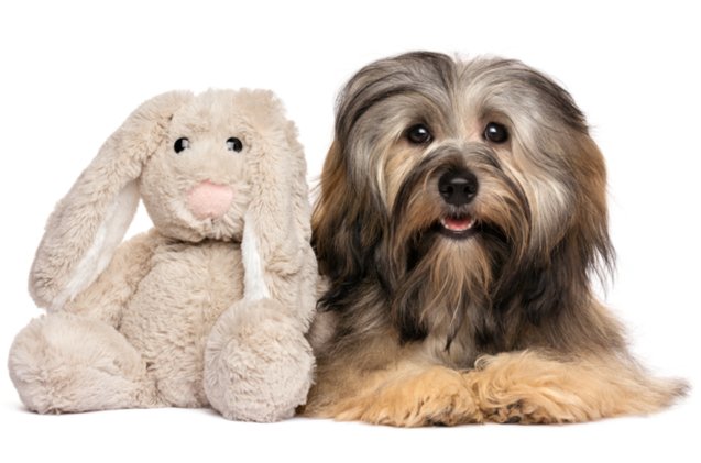 best plush dog toys