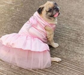 Best Dog Dresses