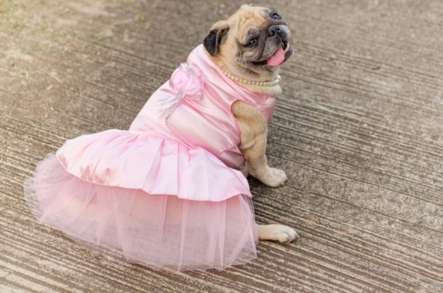 best dog dresses