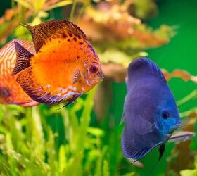 Best Color-Enhancing Fish Food