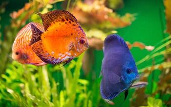 Best Color-Enhancing Fish Food