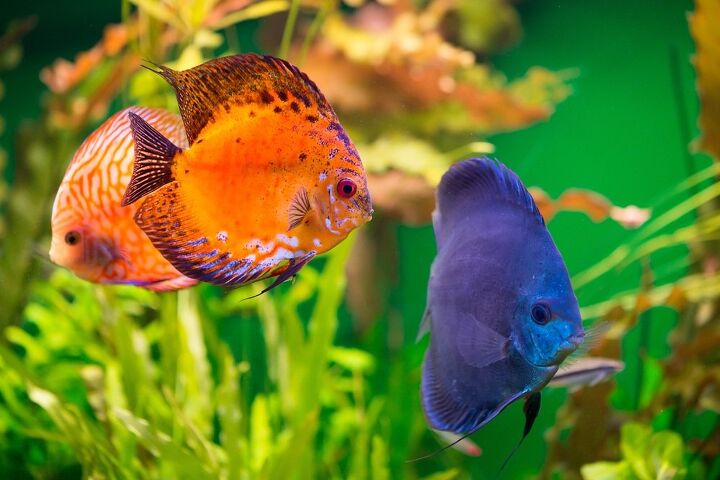 best color enhancing fish food