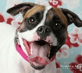 Adoptable Dog of the Week – Willow