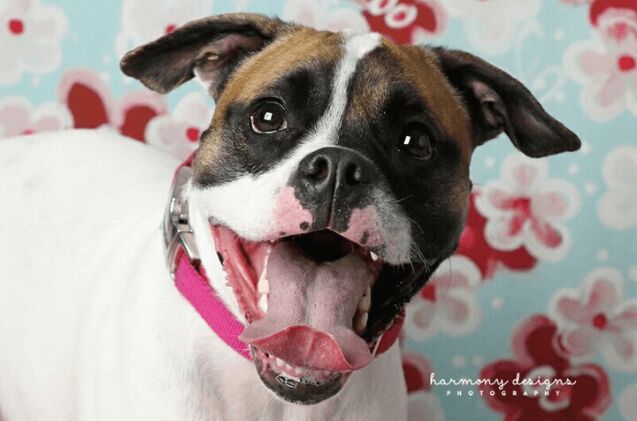 adoptable dog of the week willow