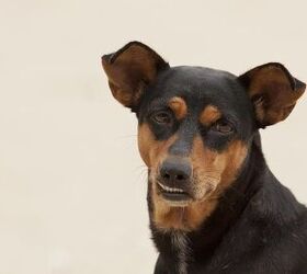 My Dog Has Skin Tags Is He Alright? PetGuide