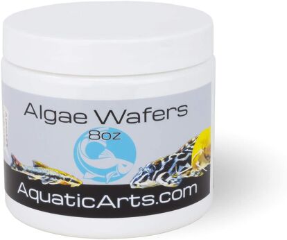 do algae eaters eat fish food