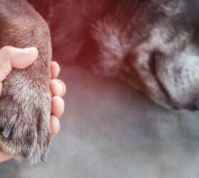 How to Read Your Dog’s Vital Signs PetGuide