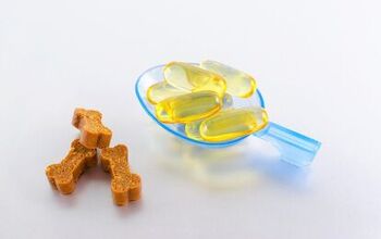 Can My Dog Have Fish Oil?