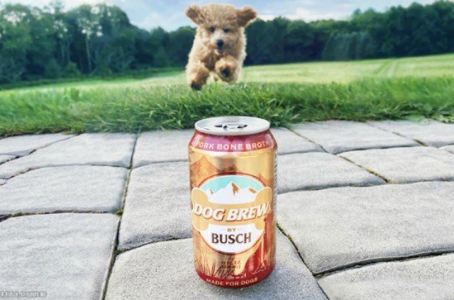 anheuser busch now makes beer for your best friend