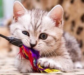 Best Feather Toys for Cats