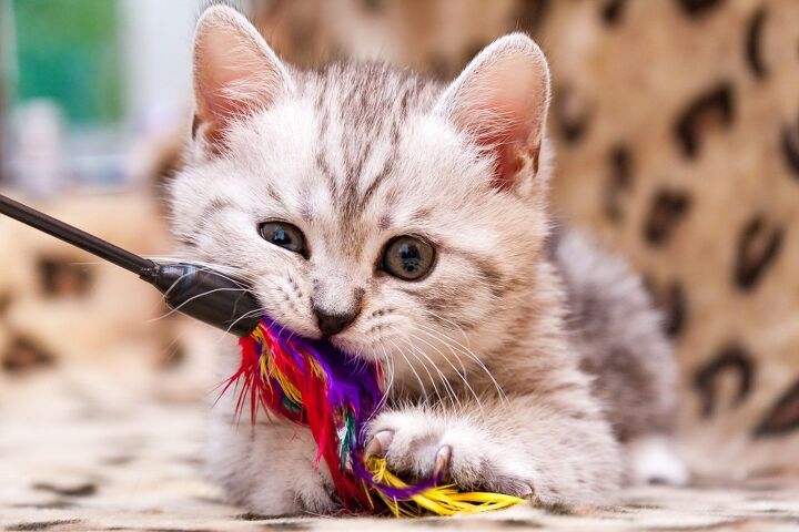 best feather toys for cats