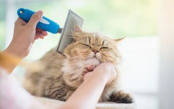 Best Cat Hair Brushes